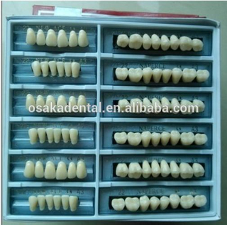 Precio más barato Precio de tres capas Dientes falsos dentales / Dientes sintéticos dentales / dentales Dientes de resina acrílica dental