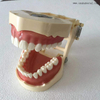 Modelo de enseñanza de ortodoncia dental que puede probar con microtornillos