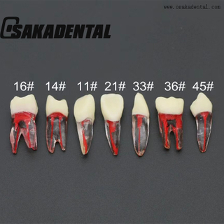 Modelo de diente de tren de conducto radicular endodóntico dental
