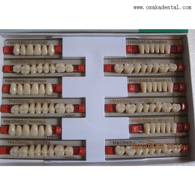 Dientes arylic de resina dental osa-a-dientes3