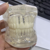 Dientes de tipodonto dental modelo OSA-M7002