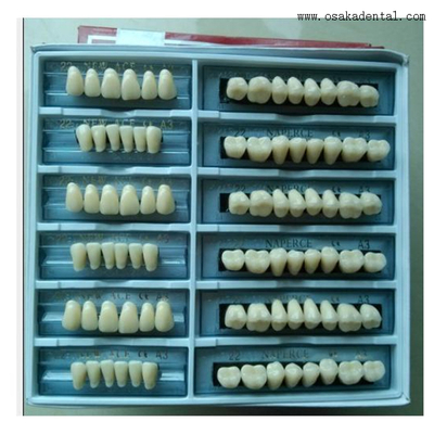 Dientes de resina económica dental Dientes arylicos OSA-B-Dientes6