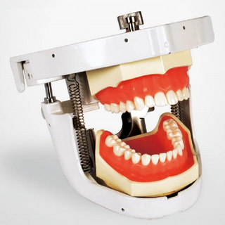 Dental Senior Articulator Dientes Manikin Simulación Práctica