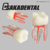 Modelo de diente de tren de conducto radicular endodóntico dental