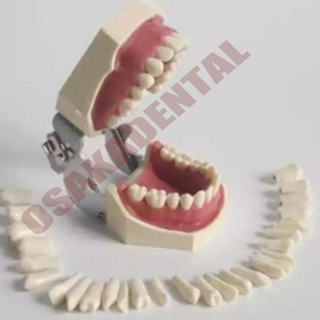 Molde de dientes dentales para la enseñanza / Nissin Teeth