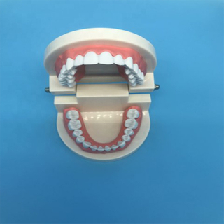 Modelo de dientes de enseñanza para estudiantes