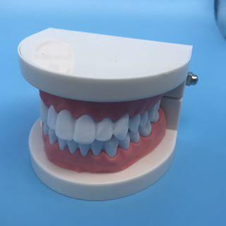 modelo de estudio de dientes de ortodoncia dental para la enseñanza / typodont