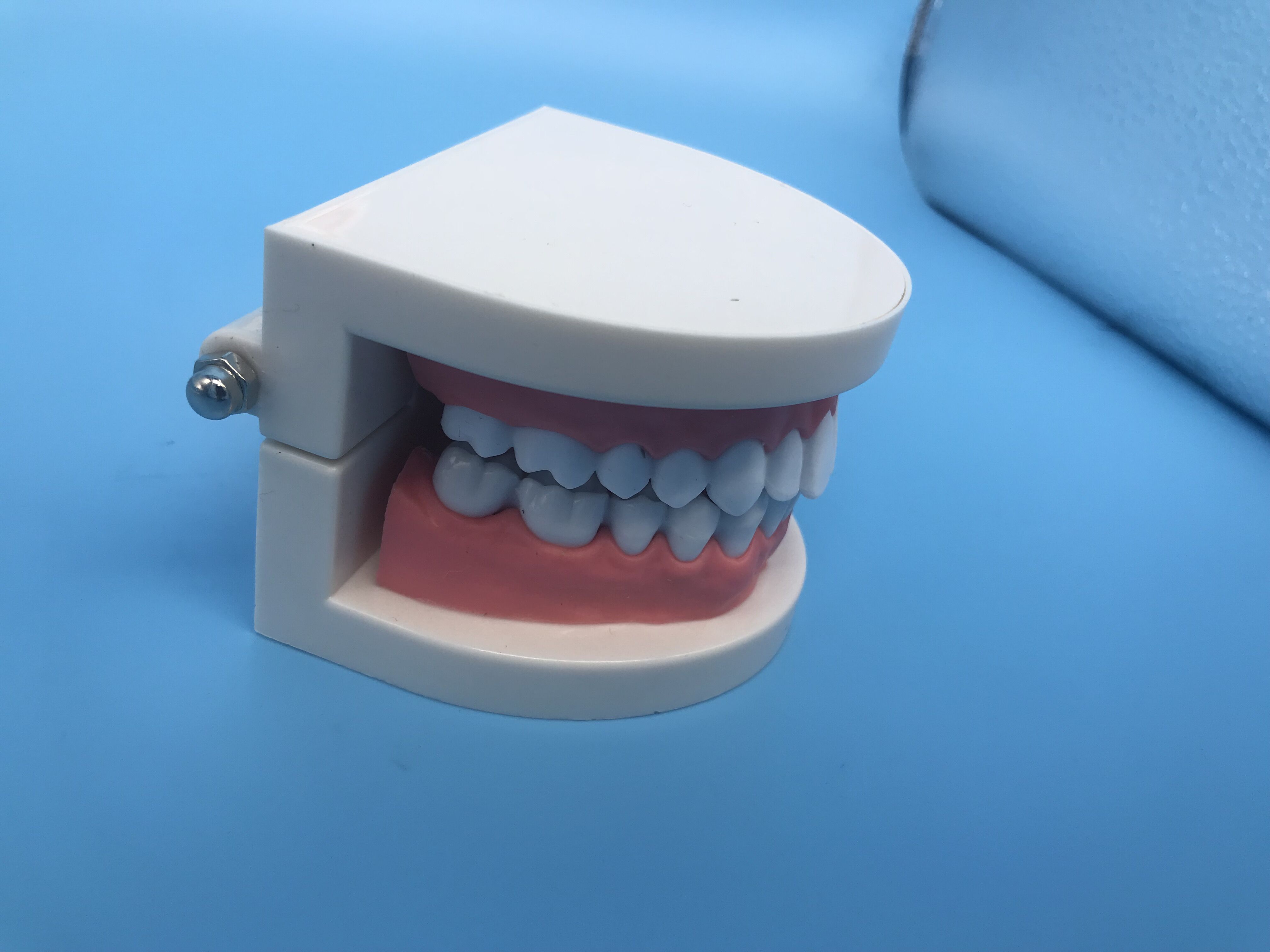 Modelo De Estudio De Dientes De Ortodoncia Dental Para La Enseñanza ...